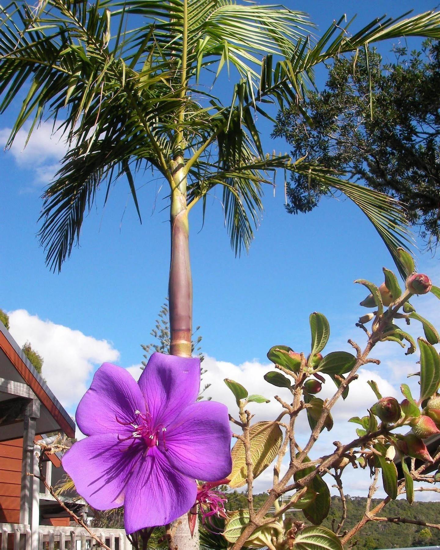 Bay Cabinz Motel Paihia Eksteriør billede